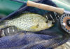An angler’s guide to crappie and crappie fishing