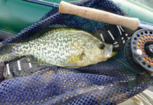 An angler’s guide to crappie and crappie fishing