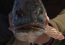 Video: How to Catch Pike and Musky on a Fly