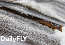 Washington’s 2022 Salmon Forecasts Released – Dailyfly.com Lewis-Clark Valley Community