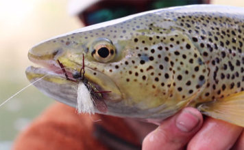 Classic Video: Sensational Skwalas in Western Montana