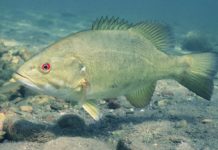 Why Yellowstone is worried about this fish