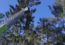Rescue crews assist zoo experts in time of need for bald eaglets in southwest Miami-Dade