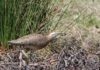 Likely extinct bird photographed near Hot Springs was ‘April Fowl’ prank; shows flaws of bird-ID apps