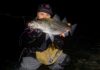 Beginners Guide to Fly Fishing For Striped Bass
