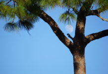 Land-conservation foundation focuses on the future | Sarasota