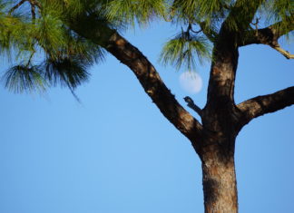 Land-conservation foundation focuses on the future | Sarasota