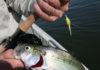 Chris Dollar on the outdoors: Annual shad run has filled rivers and creeks up and down the Chesapeake