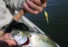 Chris Dollar on the outdoors: Annual shad run has filled rivers and creeks up and down the Chesapeake