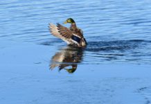 Gene Chague | Berkshire Woods and Waters: MassWildlife winter bear studies yield interesting results | Sports