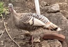 Gene Chague | Berkshire Woods and Waters: Preliminary deer and bear harvest numbers for 2021 are in |