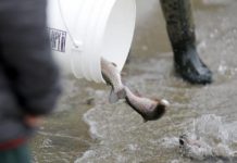 Gene Chague | Berkshire Woods and Waters: Eagerly awaiting the return of our fly friends | Sports