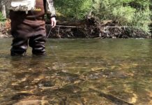 Novice fly anglers can master the cast by following these tips | Wildlife