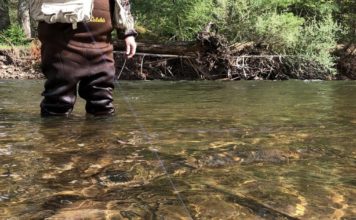 Novice fly anglers can master the cast by following these tips | Wildlife