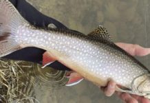 North Country Angling: In search of squaretails | Fishing