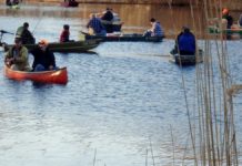 Wind farm’s a popular hangout for fish, study shows