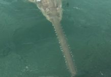 Shark fishing trip for UK angler yields surprising rare catch