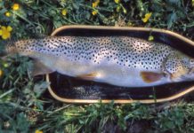 Bill May: Soft hackle flies a solid option for trout fishing