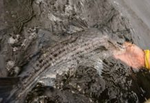 Changes are coming to striped bass management, make your voice heard | Hatch Magazine