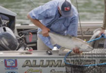 Popular YouTube Channel Searches for the Giant Salmon and Stripers of the Sacramento River