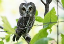 After brain injury, former Minnesota athlete finds healing in photographing owls