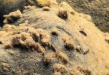 Researchers blitz North Shore streams to unravel mystery of ‘Rock Snot’ algae