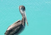 When my favorite Maine opening day fishing spots became too popular, I changed tactics