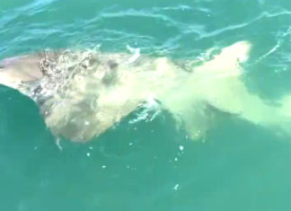 WATCH: Man Catches Rare, Endangered Sawfish While Fishing Off Cocoa Beach