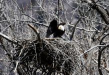 Scuttlebutt & Calendar – April 28, 2022 – The Sopris Sun