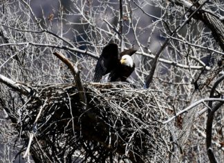 Scuttlebutt & Calendar – April 28, 2022 – The Sopris Sun