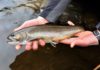 The thrill of catching sea-run brook trout highlighted a childhood of spring fishing on MDI
