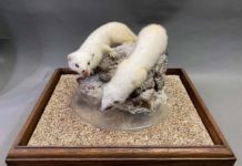 Lots on offer at Mitchells’ Country Sporting Sale