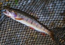 Utah Cutthroat Slam Funds 2 New Conservation Projects to Benefit Native Trout