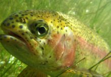 Trout fishing season opens in New York quietly