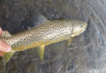 Mayflies Across America: The Adirondacks