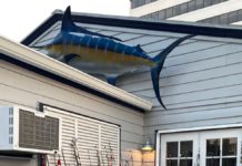 Snook, cobia action heating up ahead of approaching cold front