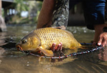 Pro Tips: How to Fish for Carp in Moving Water, Part II