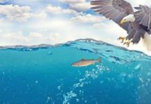 Linking the “fly” ways – the connection between stream ecosystems, fly fishers and birds around them