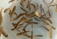 Hellgate High School’s fishy class pets released into the wild