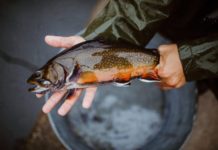 DEM stocking over 60,000 fish in 100 freshwater areas for opening day of Trout Fishing Season