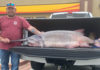 TN state record paddlefish caught on Cherokee Lake