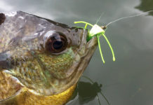 Classic Podcast: Panfish on the Fly, with Bart Lombardo
