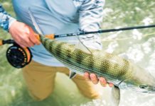 Best Saltwater Fly-fishing Gear to Reel in Tough Fish