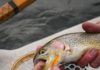 2022-23 Colorado fishing licenses now available