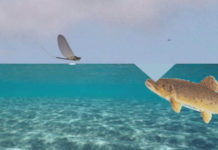 Classic Video: How Does a Trout Catch a Fly? Marinaro’s “Edge of the Window Theory”
