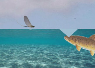 Classic Video: How Does a Trout Catch a Fly? Marinaro’s “Edge of the Window Theory”