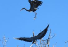 Chicago outdoors: Lake Erie walleye, courting herons, longest turkey beard, Chicago smelt question