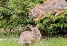 Chicago outdoors: Ancient koi, cavorting rabbits, bird feeder question, sharp-eyed wild turkeys