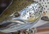 Soggy spring continues but trout, bass biting
