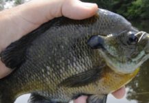 Bill May: Bluegill fishing is an easy rite of spring